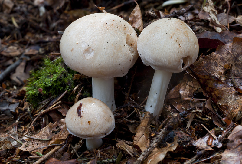 Rhodocollybia maculata